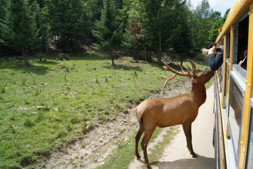 Les étudiants à la rencontre d’un cerf élaphe ! 