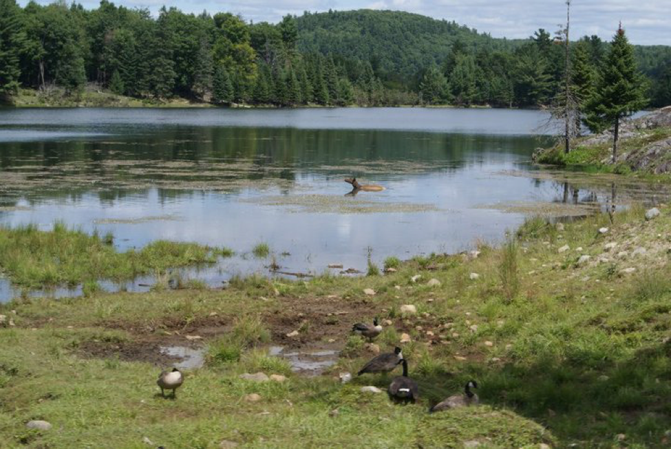 Les canards du Parc Omega !